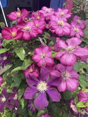 Clematis terniflora mandshurica
