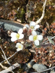 Crucihimalaya bursifolia
