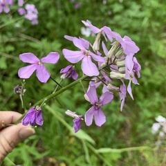 Hesperis matronalis
