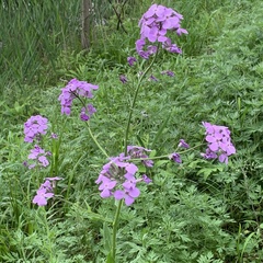 Hesperis matronalis
