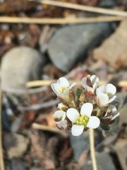 Crucihimalaya bursifolia