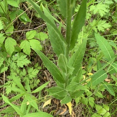 Hesperis matronalis