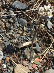 Crucihimalaya bursifolia