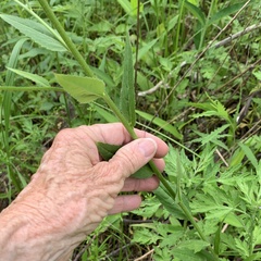 Hesperis matronalis