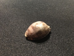 Pseudozonaria arabicula