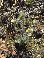 Draba yukonensis