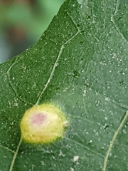 Phylloxera foveola