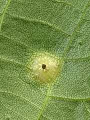 Phylloxera foveola