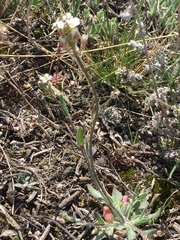 Crucihimalaya bursifolia