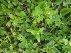 Myosotis sparsiflora