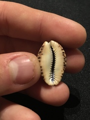 Pseudozonaria arabicula