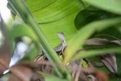 Anolis planiceps