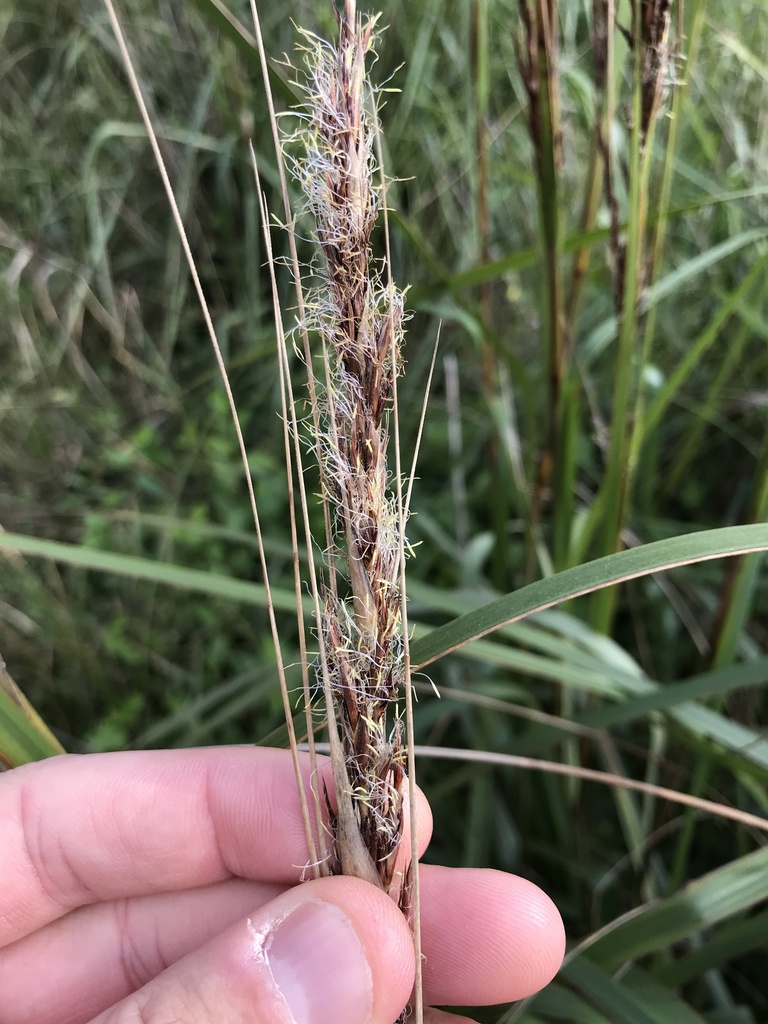 Thatch Saw-sedge from Eurobodalla National Park, Bodalla, NSW, AU on ...