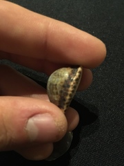 Pseudozonaria arabicula