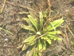 Tephroseris palustris