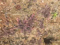 Descurainia sophioides