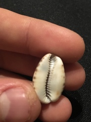 Pseudozonaria arabicula