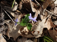 Viola selkirkii