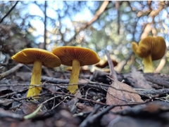 Cortinarius canarius