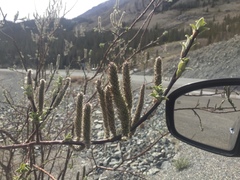 Salix alaxensis