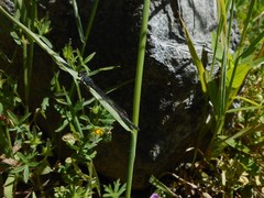 Ischnura cervula