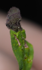 Synolabus bipustulatus