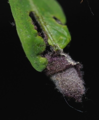Synolabus bipustulatus