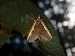 Pylartes subcostalis