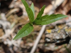 Lysimachia borealis