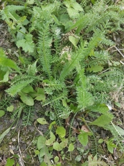 Achillea millefolium