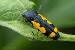 Ptosima gibbicollis