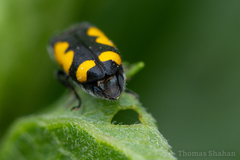 Ptosima gibbicollis