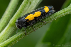 Ptosima gibbicollis