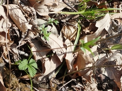 Lysimachia borealis