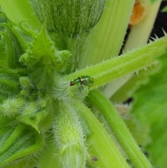 Diabrotica speciosa