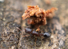 Temnothorax schaumii
