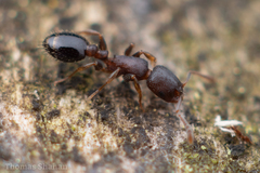 Temnothorax schaumii