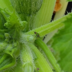 Diabrotica speciosa