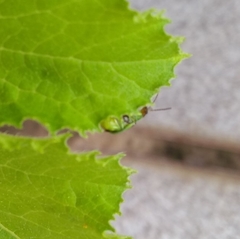 Diabrotica speciosa