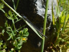 Ischnura cervula