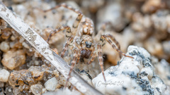 Arctosa xunyangensis