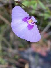 Utricularia uniflora