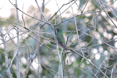 Anthracothorax nigricollis