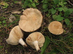 Lactarius fumosus