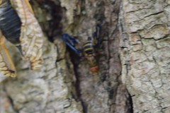 Idana marginata