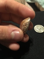 Pseudozonaria arabicula