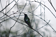 Anthracothorax nigricollis