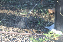 Haemorhous mexicanus