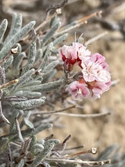 Eriogonum bicolor