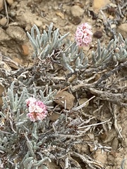 Eriogonum bicolor